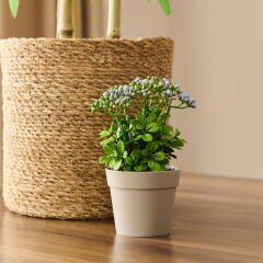 Dekor Saksılı Yapay Kokina Çiçek - Asorti - 17x6 cm