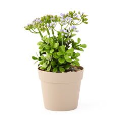 Dekor Saksılı Yapay Kokina Çiçek - Asorti - 17x6 cm