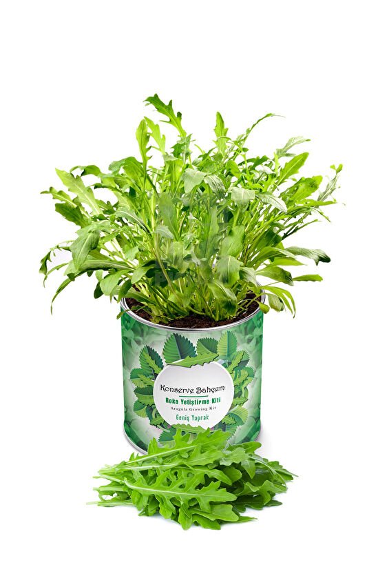 Konserve Roka Yetiştirme Kiti KB014
