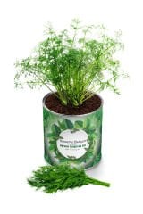 Konserve Dereotu Yetiştirme Kiti KB011