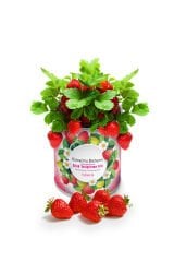 Konserve Çilek Yetiştirme Kiti KB001