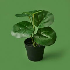 Botta Çiçek - Asorti - 24 cm