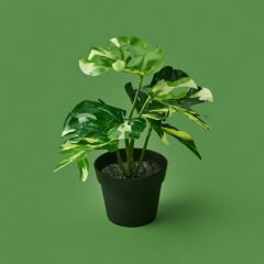 Botta Çiçek - Asorti - 24 cm