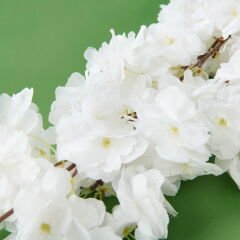 Time Sakura Dal Çiçek - Asorti - 90 cm