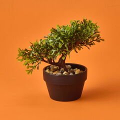 Bonsai Çiçek - Asorti - 19 cm