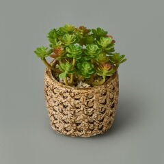 Hasır Efekt Saksıda Sukulent - 7x8x8 cm