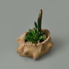 Ağaç Kökü Saksıda Sukulent - 15x16x16 cm