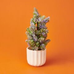 Dekor Yapay Çam - Asorti - 10,5x26 cm