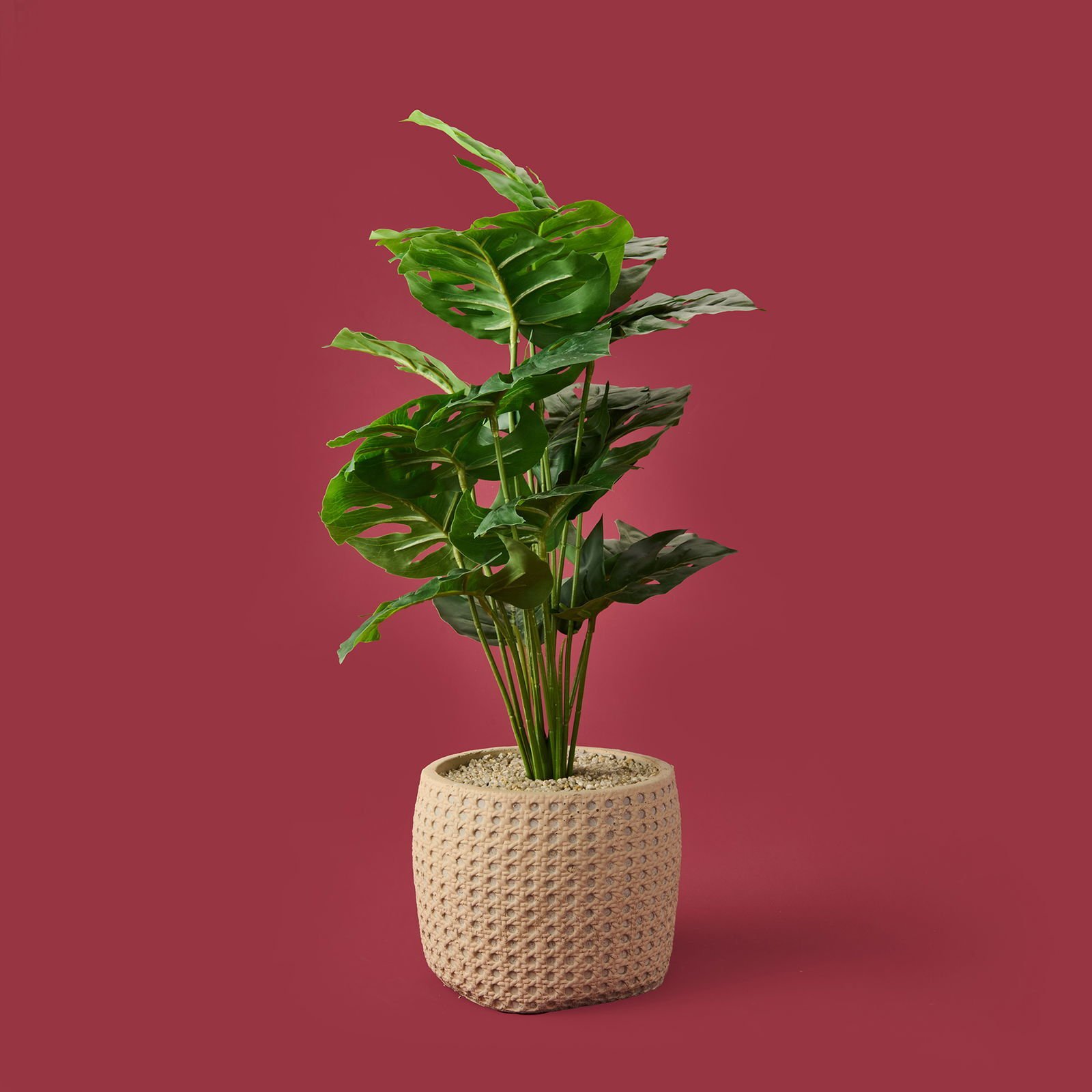 Hasır Saksıda Deve Tabanı - Renkli - 90x26 cm