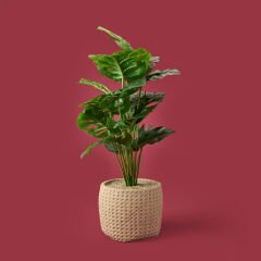 Hasır Saksıda Deve Tabanı - Renkli - 90x26 cm